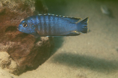 Tropheops romandi 'Mazinzi Reef'